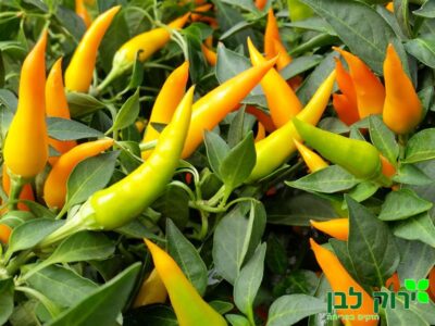 פלפל נוי "סנטוס"