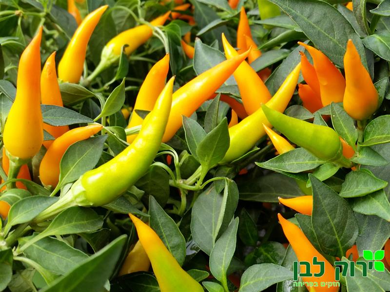 פלפל נוי "סנטוס"