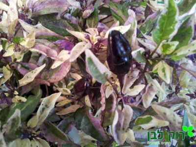 פלפל נוי "פרפל פלאש"