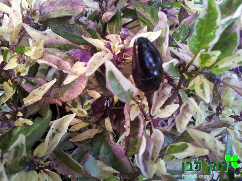 פלפל נוי "פרפל פלאש"