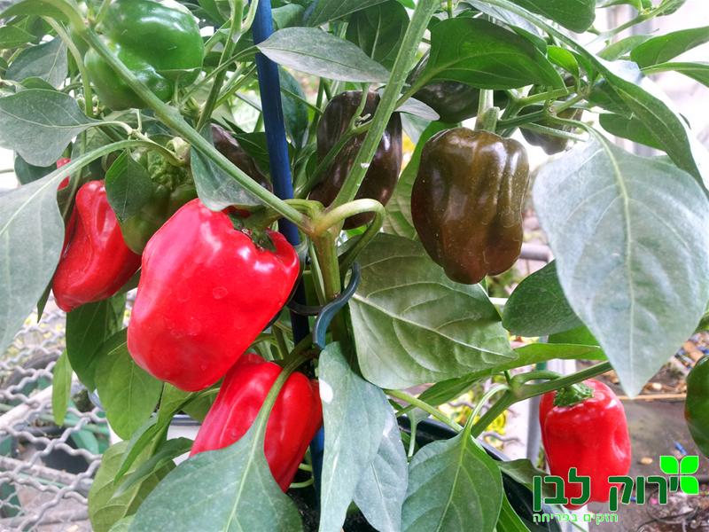 פלפל מאכל "סוויט היט"