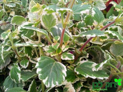 פלקטרנטוס מגוון (דוחה יתושים)