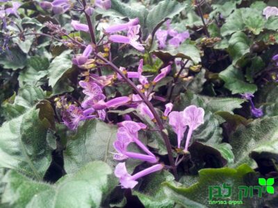 פלקטרנטוס מונה לוונדר