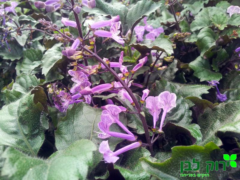 פלקטרנטוס מונה לוונדר