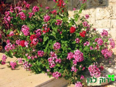 פנטס גבוה (פינקוס)