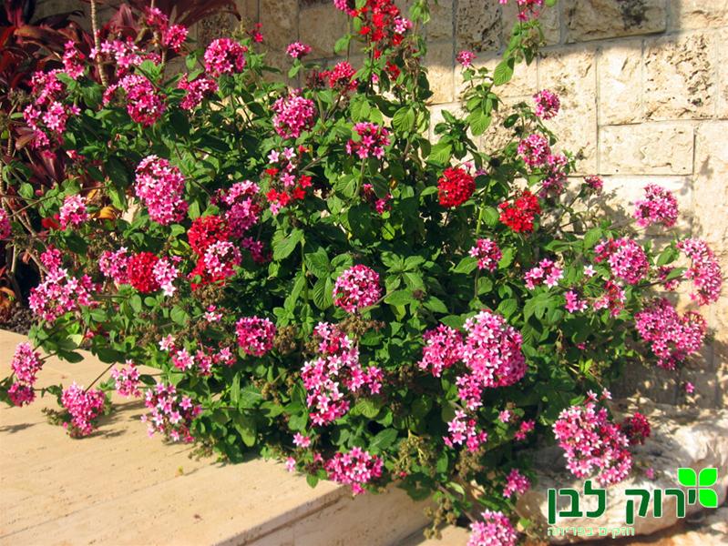 פנטס גבוה (פינקוס)