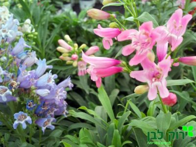 פנסטמון ננסי