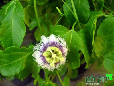 פסיפלורה (שעוונית נאכלת)