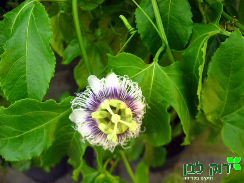 פסיפלורה (שעוונית נאכלת)