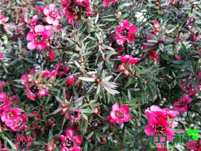 פרח שעווה- ליפטוספרמום