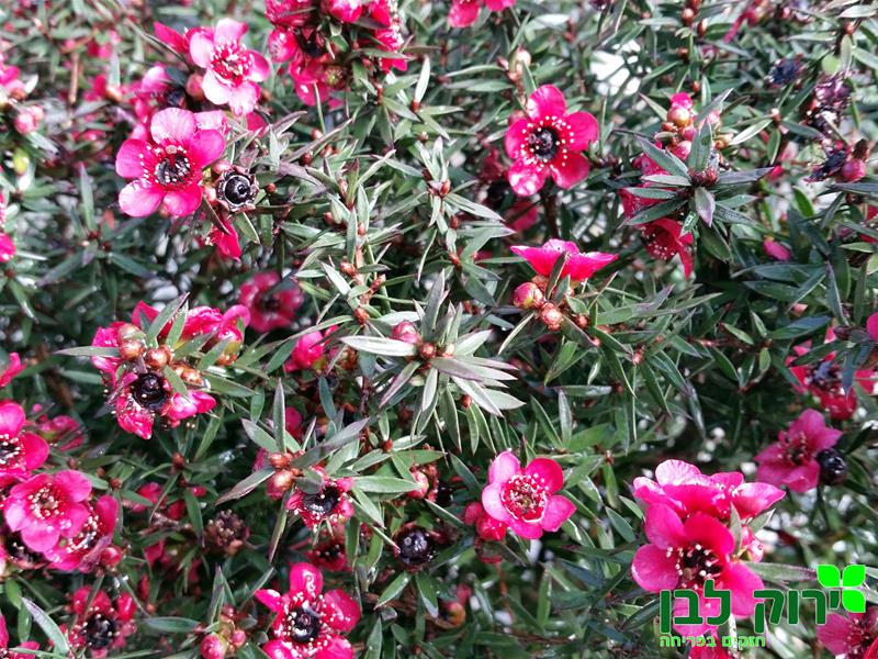 פרח שעווה- ליפטוספרמום