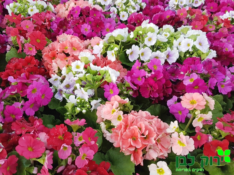 פרימולה זקופה