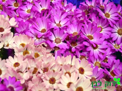 צינרריה- פריקליס