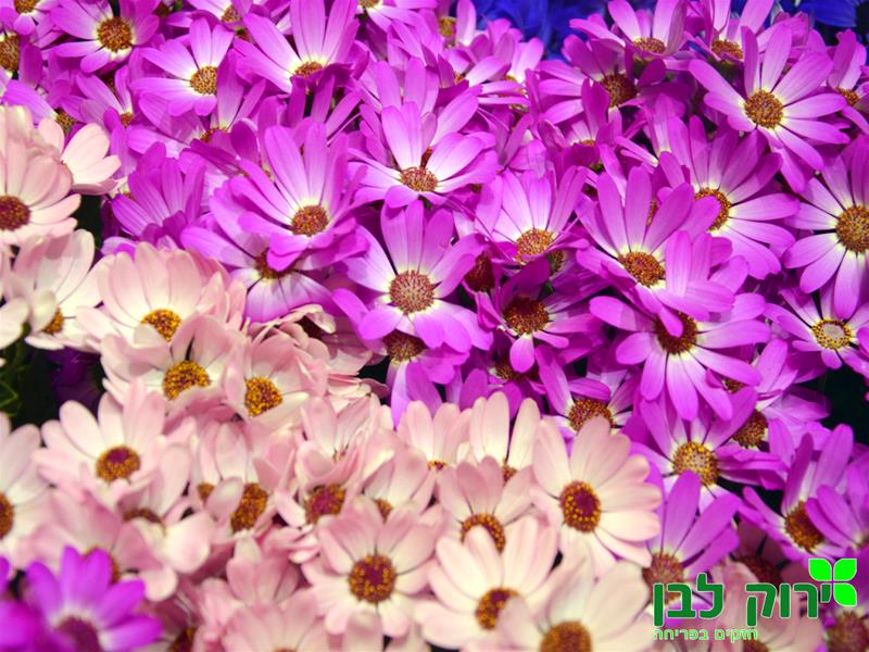 צינרריה- פריקליס