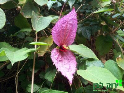 דלקמפיה (פרפר סגול)