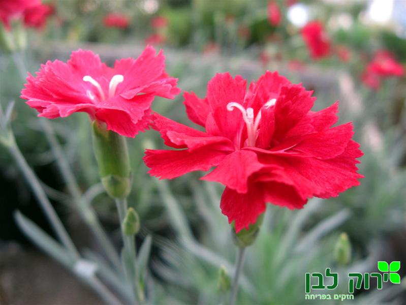 צפורן הסלעים