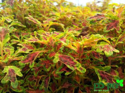 קולאוס (נדנונית) רגל ברווז