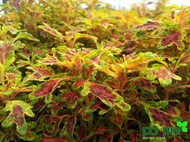 קולאוס (נדנונית) רגל ברווז