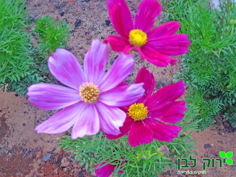 קוסמוס מנוצה