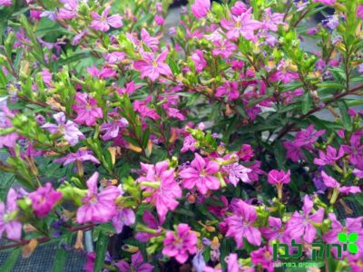 קופאה (גבנון)