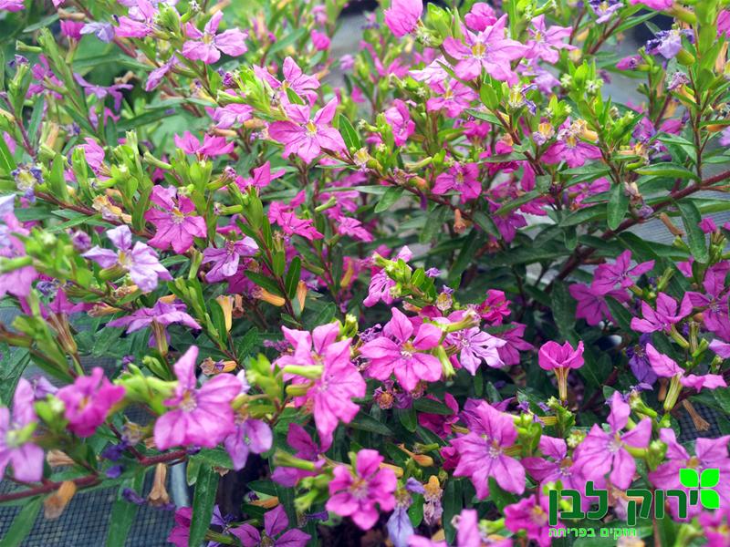 קופאה (גבנון)