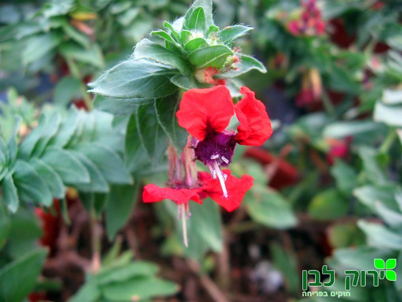 קופאה טורפדו