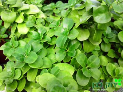 קופרוסמה ירוקה