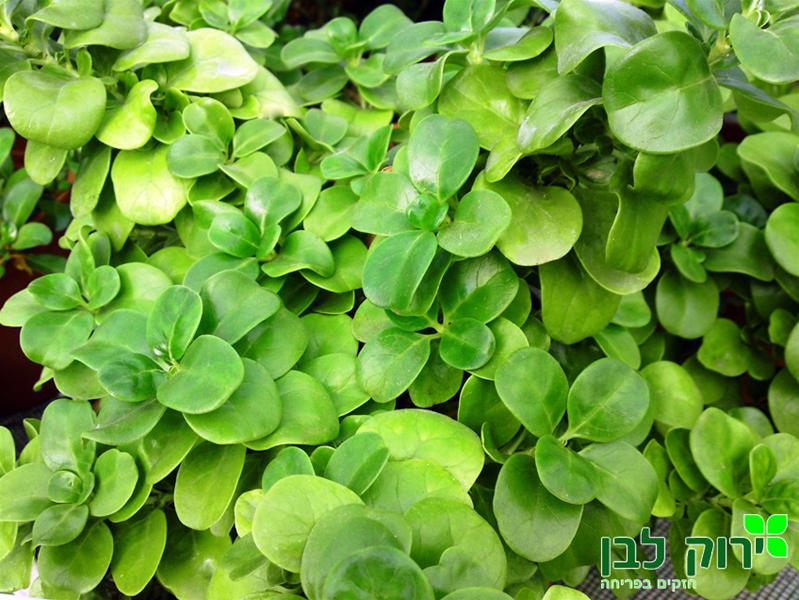 קופרוסמה ירוקה