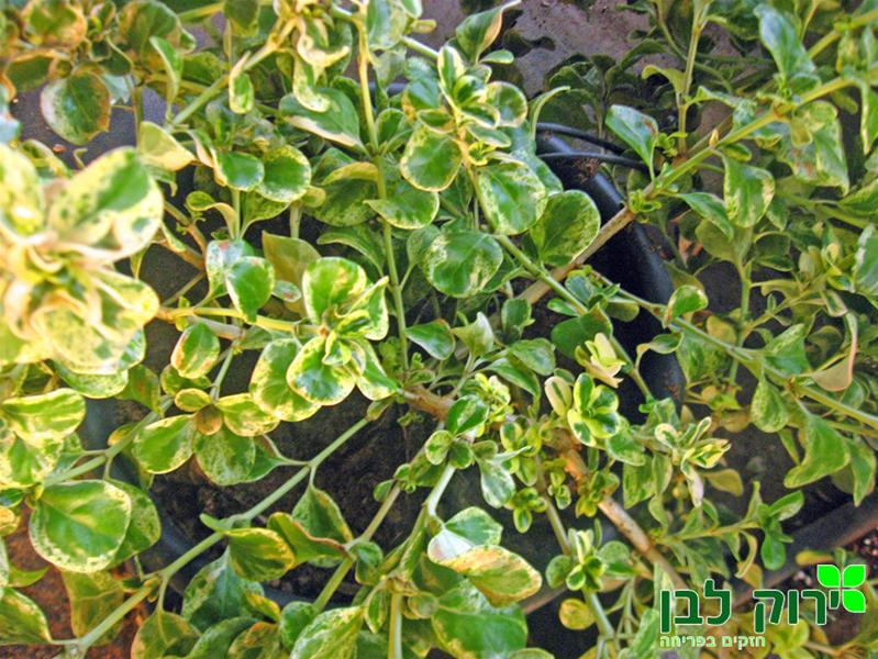 קופרוסמה מגוונת