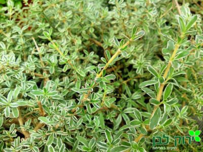 קופרוסמה קירקי מגוונת