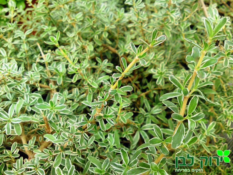 קופרוסמה קירקי מגוונת