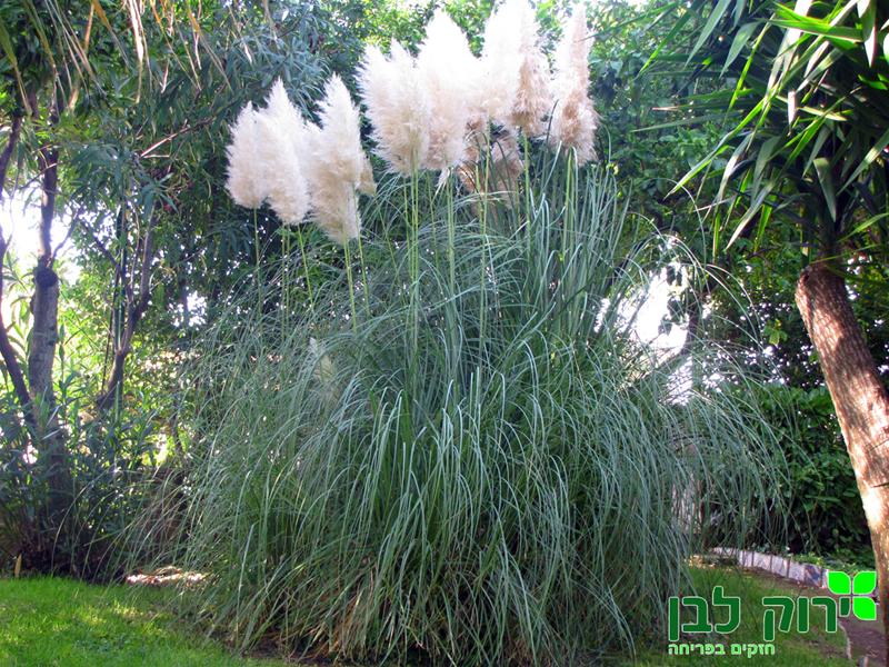 קורטודריה מכסיפה (עשב פמפס)