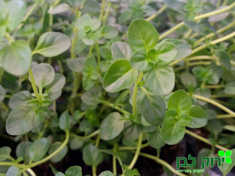 קורנית זעתר (טימין)