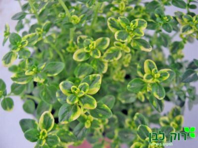 קורנית לימון