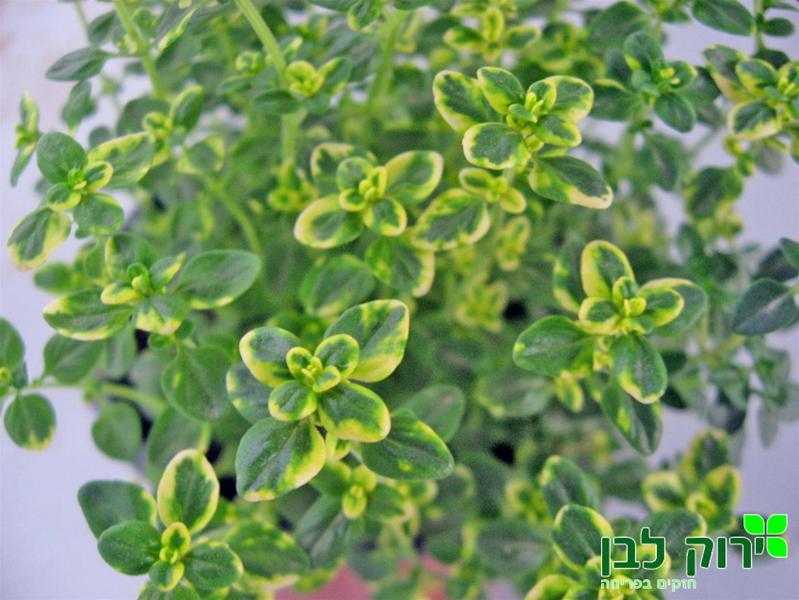 קורנית לימון