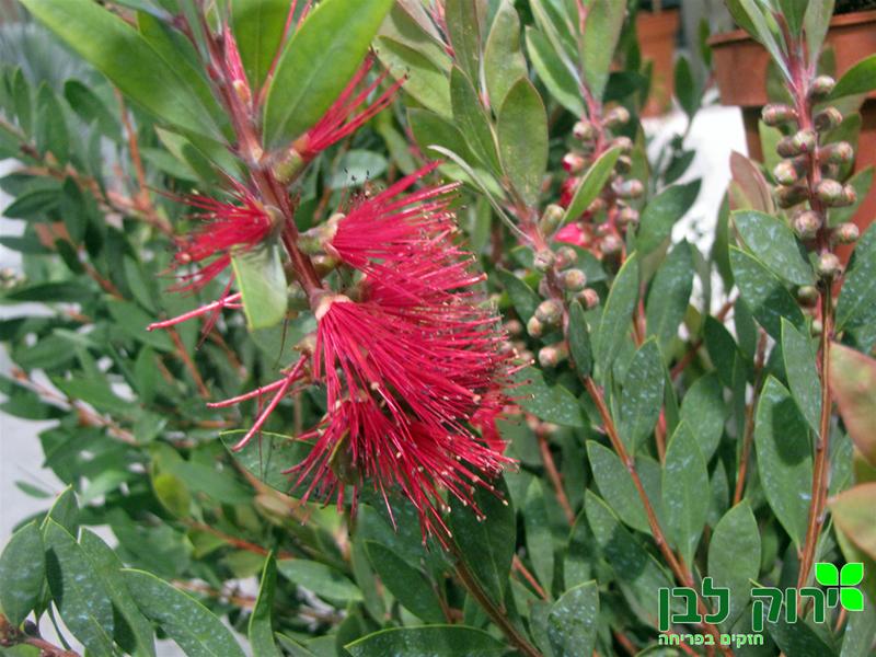 קליסטמון קינגס פארק