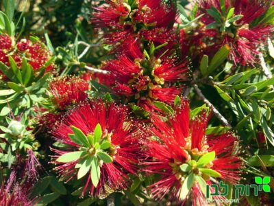 קליסטמון הנצרים (ליטל ג`ון)