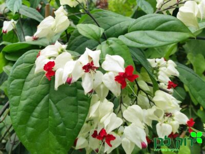 קלרודנדרון תומסון