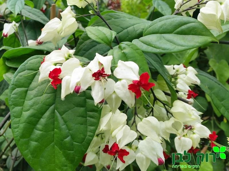 קלרודנדרון תומסון