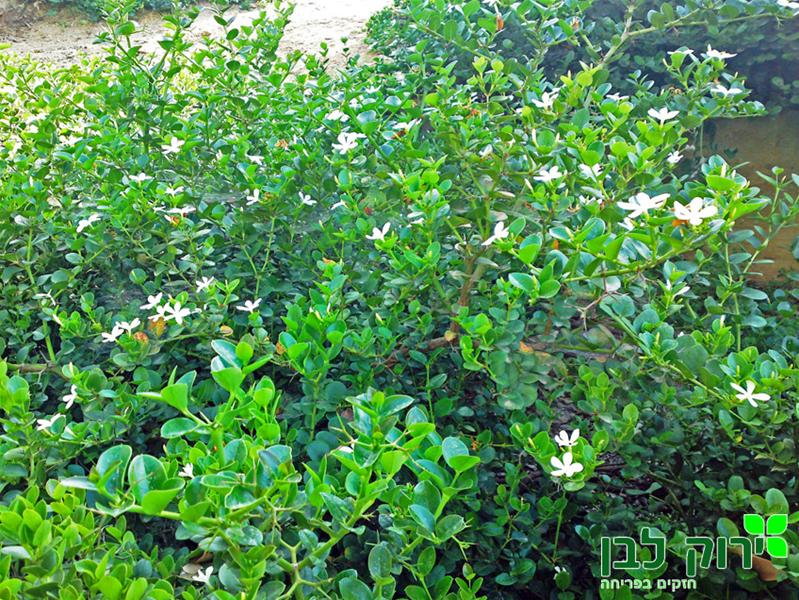 קריסה גרנדיפלורה