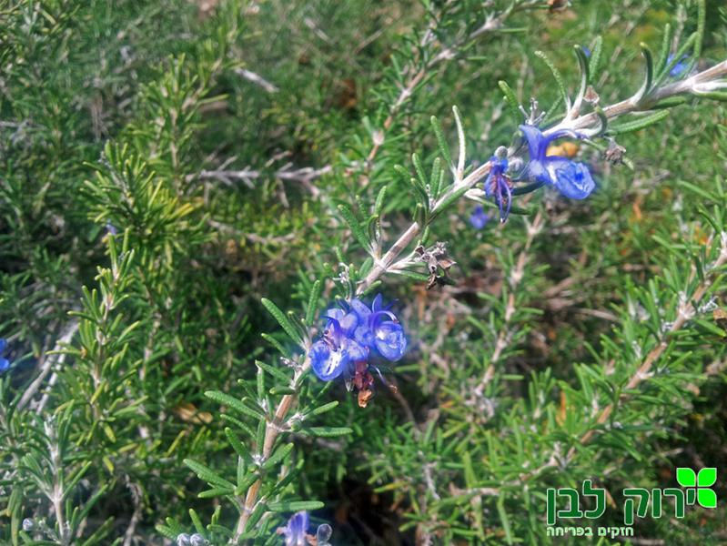 רוזמרין בלו לגון