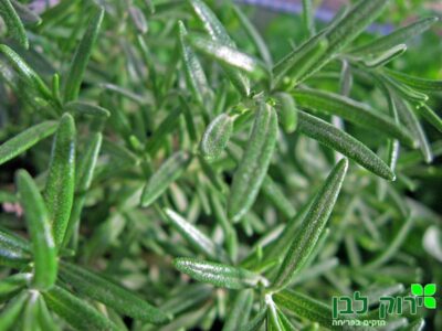 רוזמרין רפואי (זקוף)