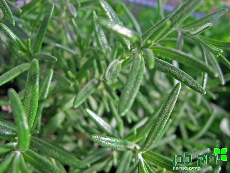 רוזמרין רפואי (זקוף)