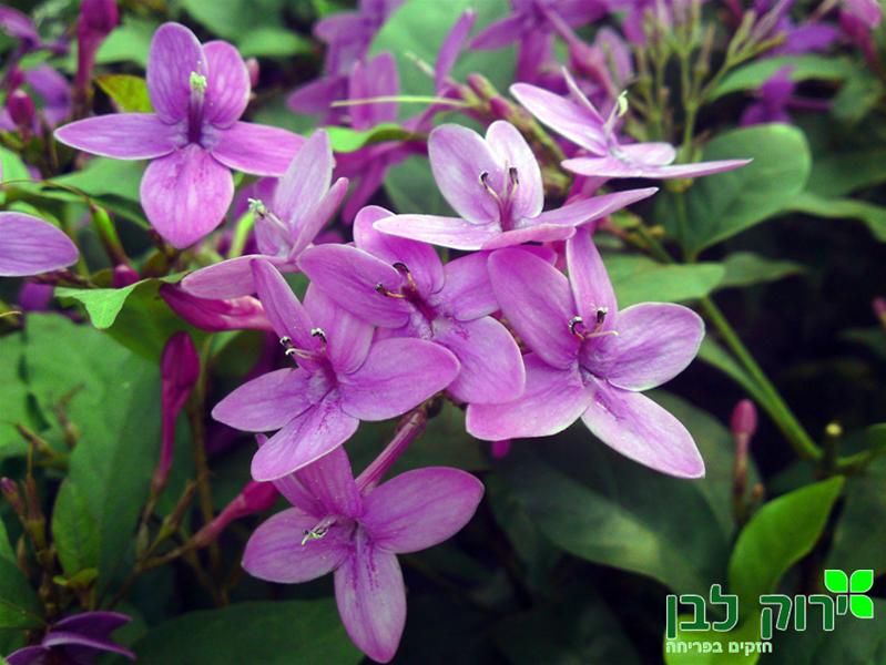 רוספוליה סגולה (בת אביב)