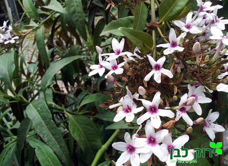 רוספוליה לבנה (בת אביב)