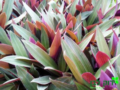 יהודי נודד- דו גוני (ריאו דו גוני)