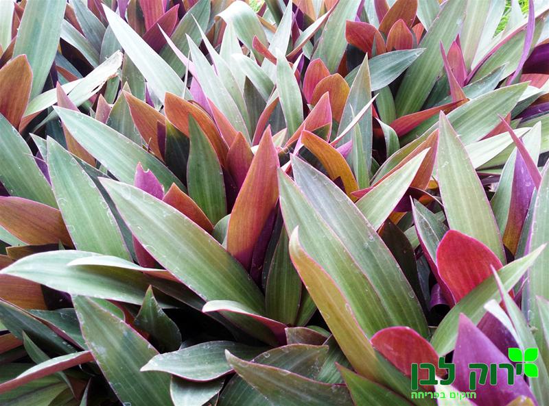 יהודי נודד- דו גוני (ריאו דו גוני)