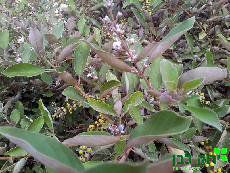 שיח אברהם ארגמני