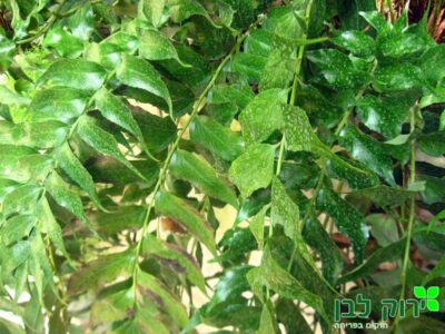 שרך צירטומיום