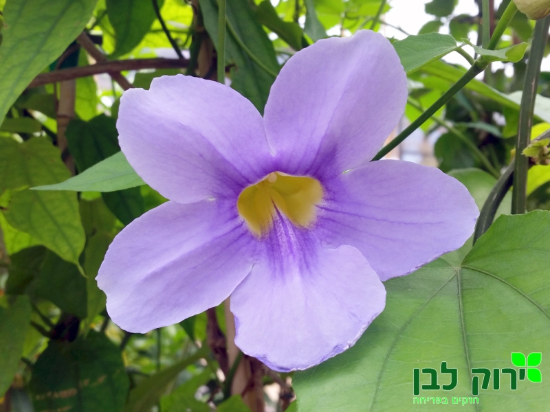 תונברגיה גדולת פרחים